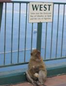 gibilterra  gibraltar barbary apes scimmie macachi monkeys